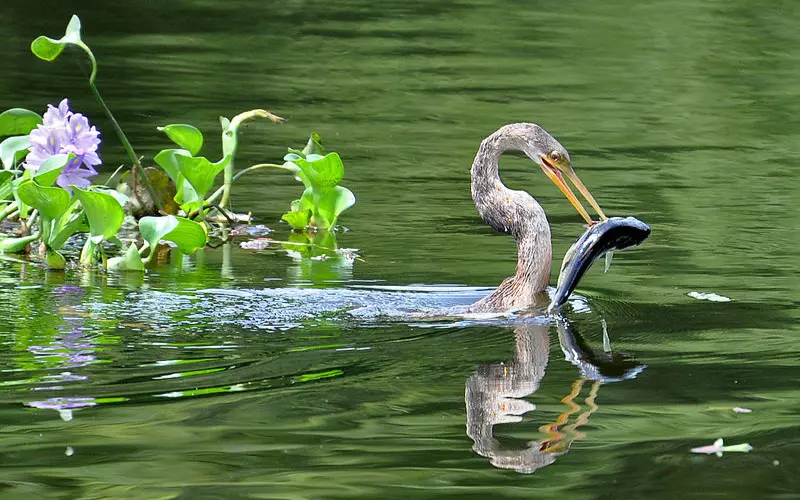 Scientific Name Of Anhinga