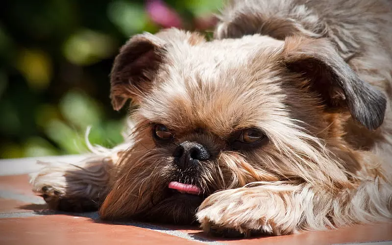 Scientific Name Of Brussels Griffon