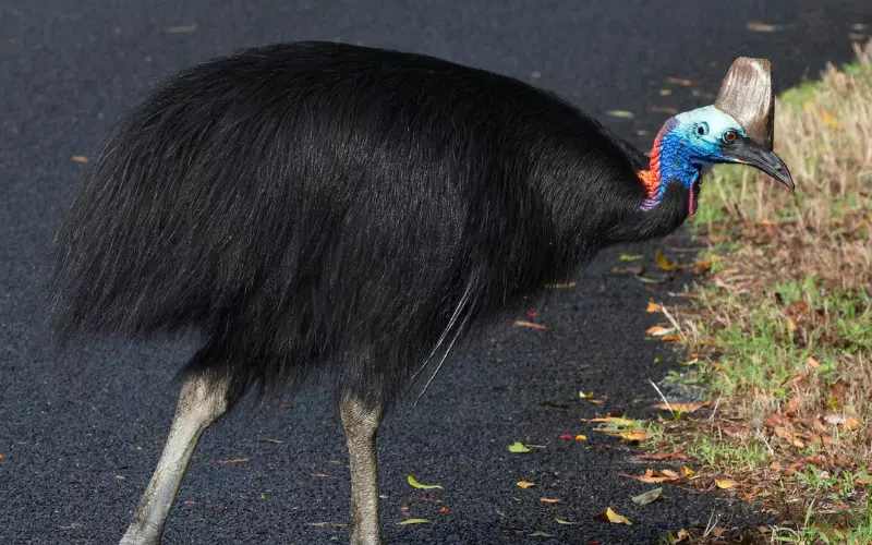 Scientific Name Of Cassowary