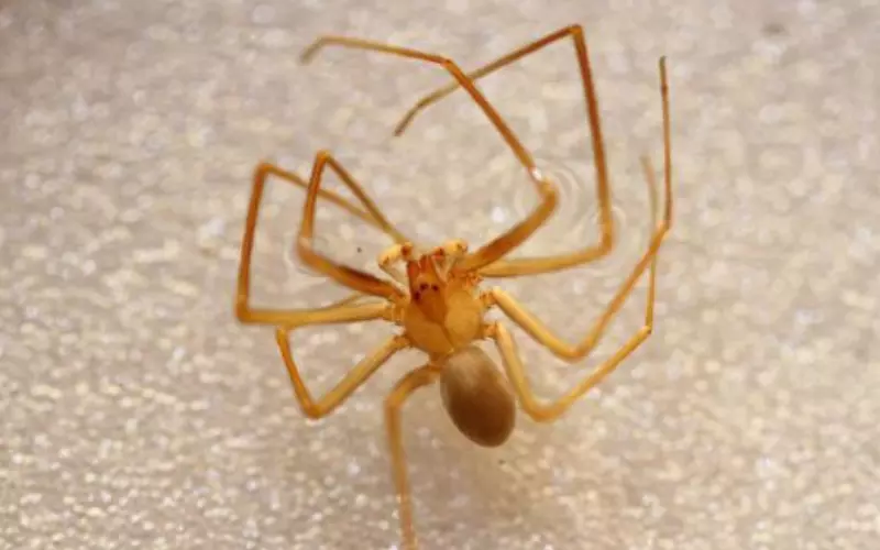 Scientific Name Of Chilean Recluse Spider