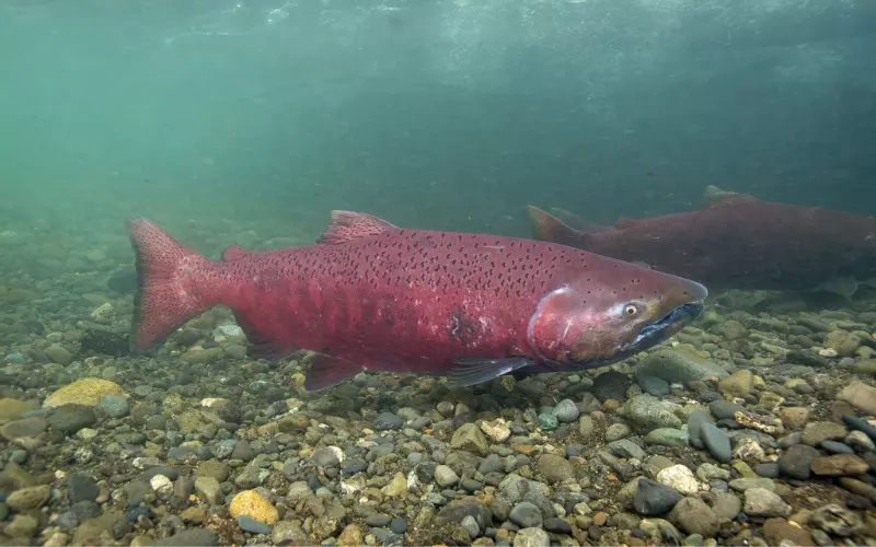 Scientific Name Of Chinook Salmon