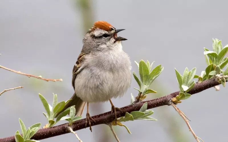 Chipping Sparrow: History, Facts, Size, Habitat, Classification & Much