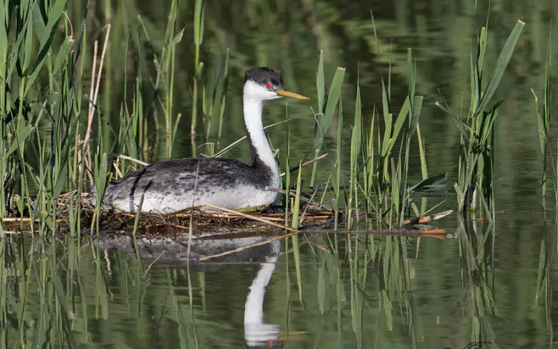 Scientific Name Of Clark’s Grebe