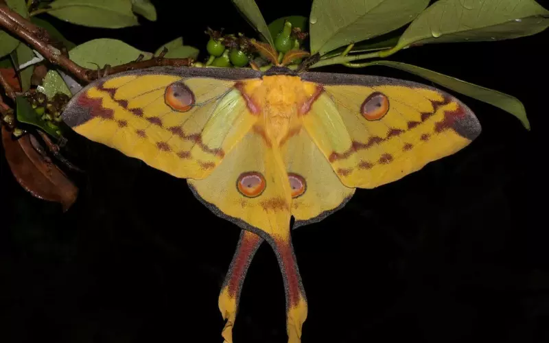 Scientific Name Of Comet Moth