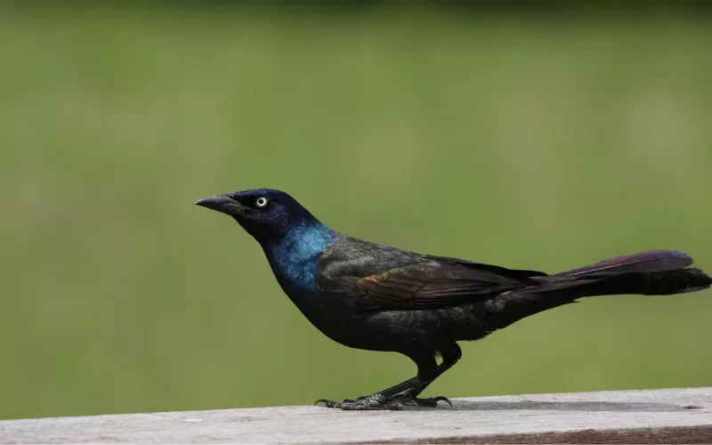 Scientific Name Of Common Grackle