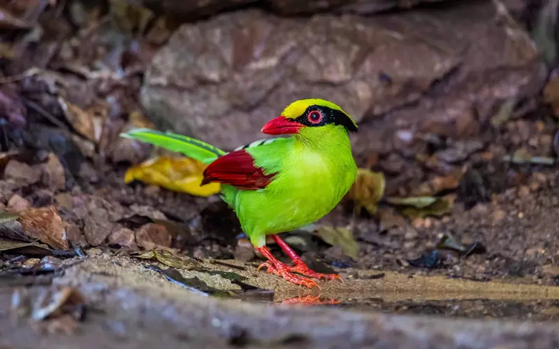 Scientific Name Of Common Green Magpie