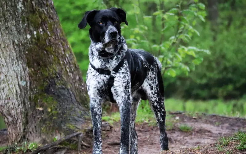 Scientific Name Of German Shorthaired Pointer
