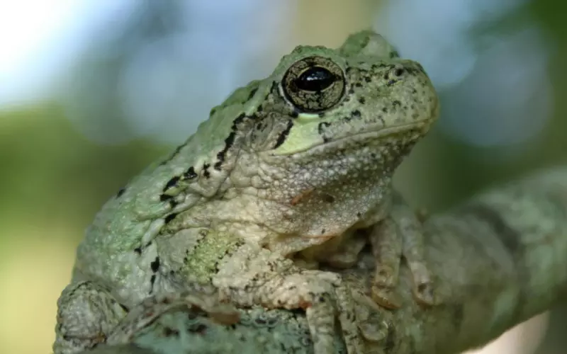 Scientific Name Of Gray Tree Frog