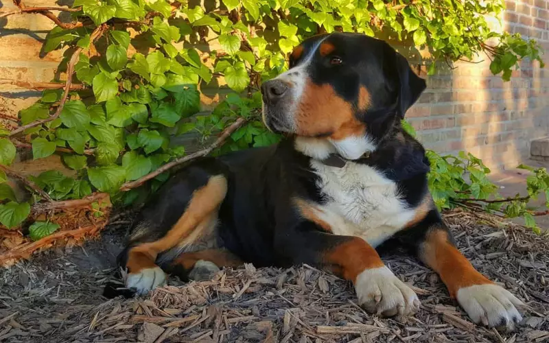 Scientific Name Of Greater Swiss Mountain Dog