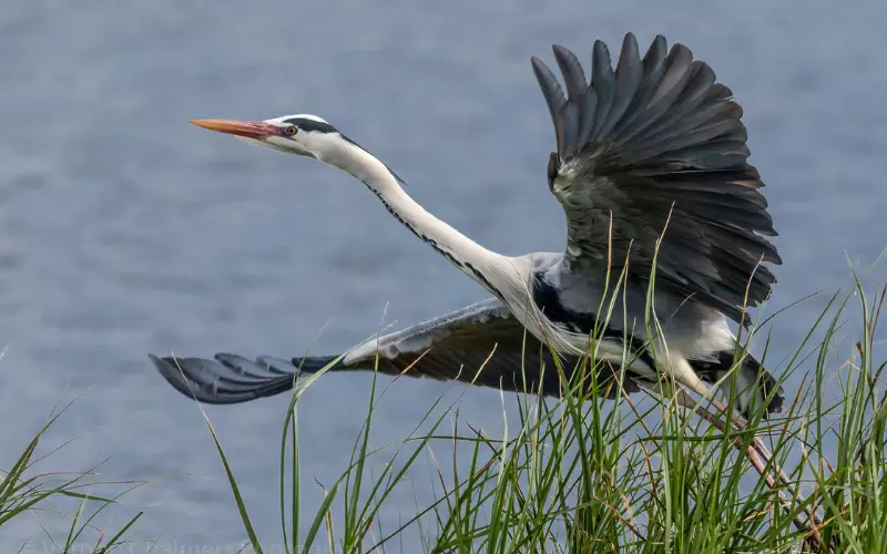 Scientific Name Of Grey Heron