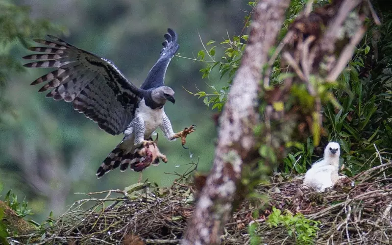 Scientific Name Of Harpy Eagle