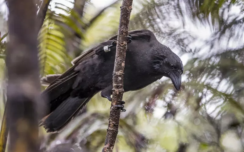 Scientific Name Of Hawaiian Crow