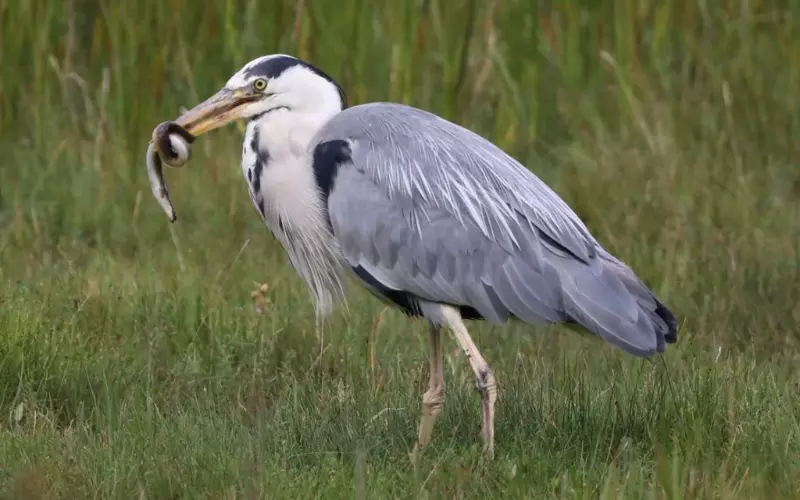 Scientific Name Of Heron