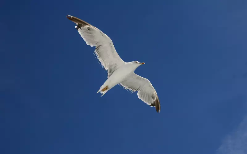 Scientific Name Of Herring Gull