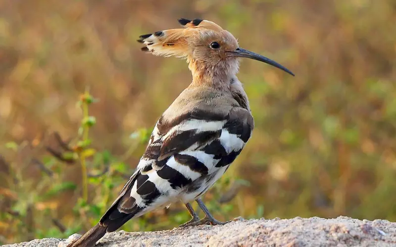 Scientific Name Of Hoopoe