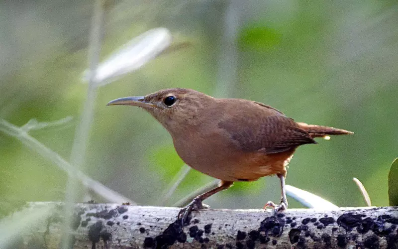 Scientific Name Of House Wren