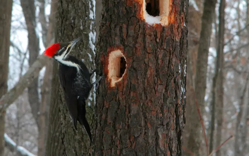 Scientific Name Of Ivory-Billed Woodpecker