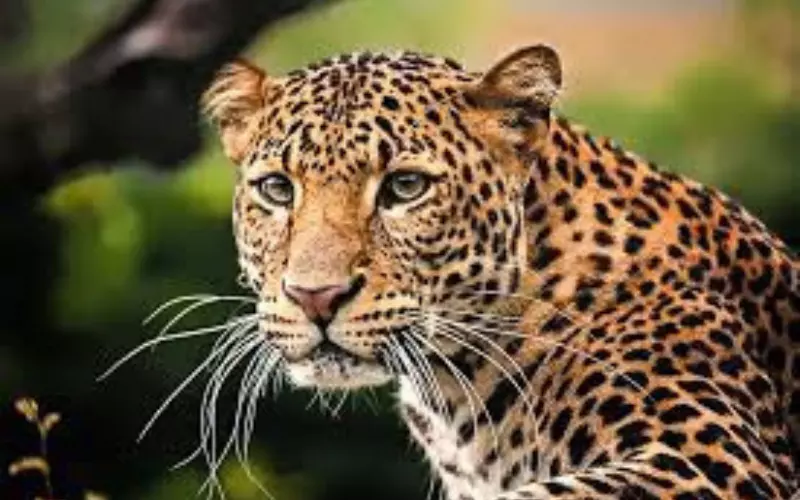 Scientific Name Of Javan Leopard