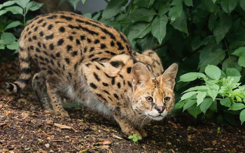 Scientific Name Of Leopard Cat