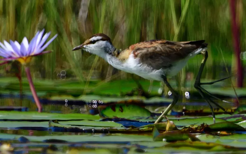 Scientific Name Of Lesser Jacana