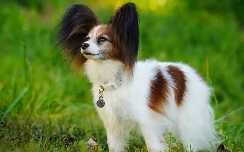 Scientific Name Of Papillon Mix