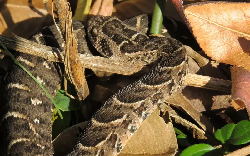 Scientific Name Of Puff Adder