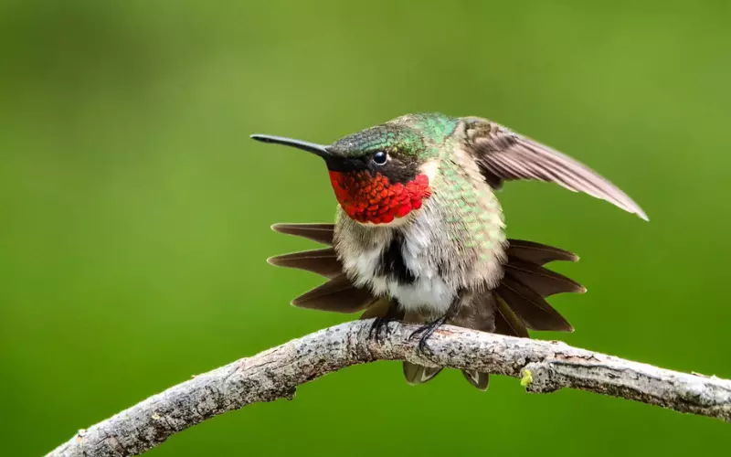 Scientific Name Of Ruby-Throated Hummingbird