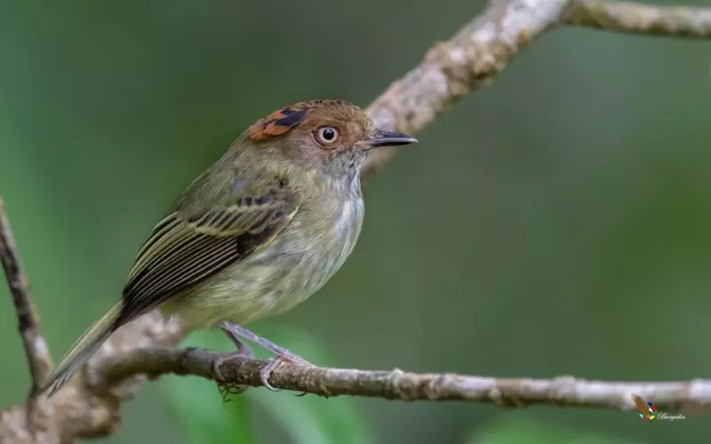 Scientific Name Of Scale-Crested Pygmy Tyrant