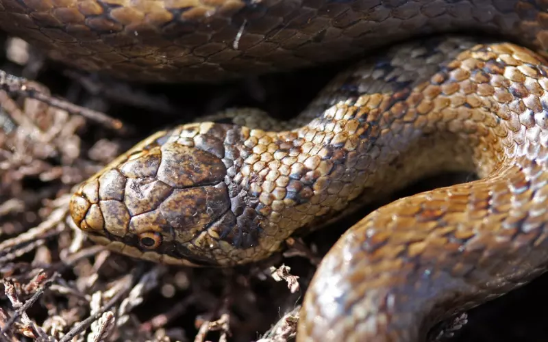 Scientific Name Of Smooth Snake