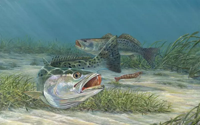 Scientific Name Of Speckled Trout