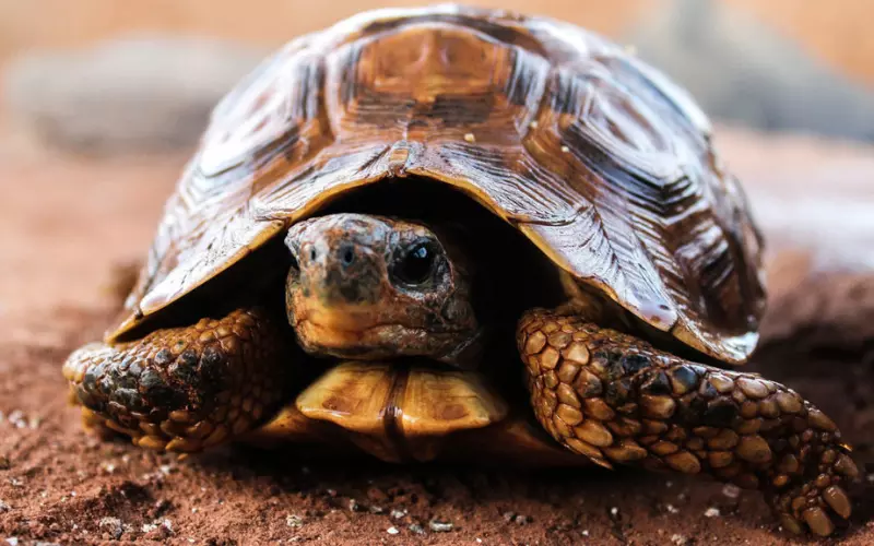 Scientific Name Of Spiny Hill Turtle