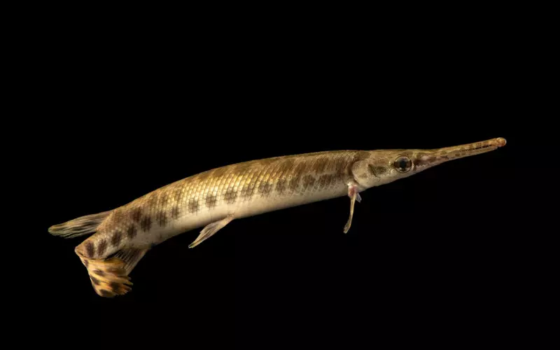 Scientific Name Of Spotted Gar