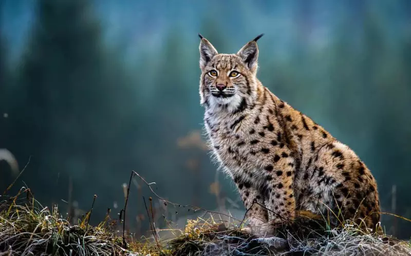 Scientific Name of Balkan Lynx