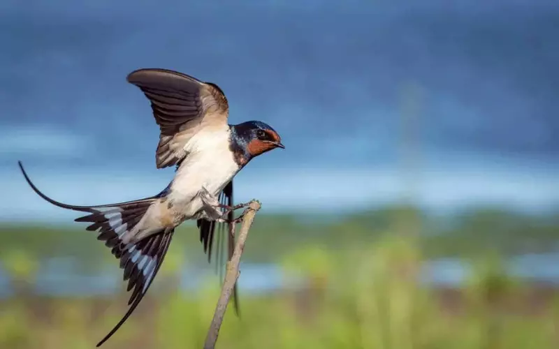 Scientific Name of Barn Swallow