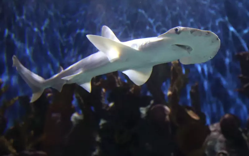 Scientific Name of Bonnethead Shark