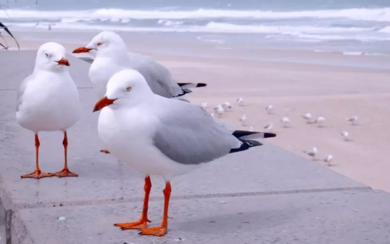 Scientific Name of Seagull