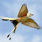 Scissor-tailed Flycatcher