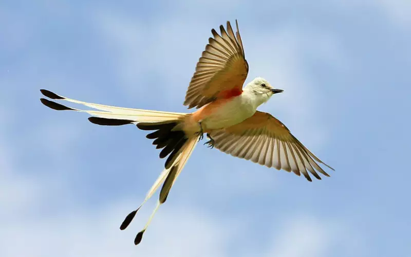 Scissor-tailed Flycatcher