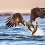 Sea Eagle