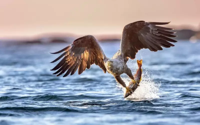 Sea Eagle