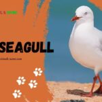 Seagull