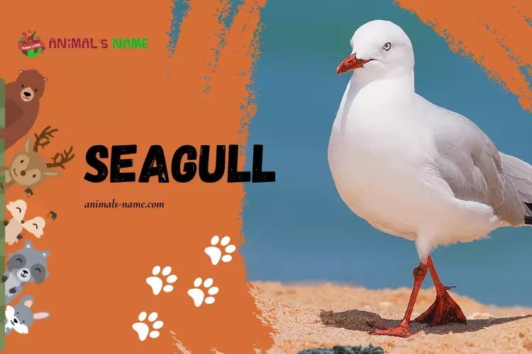 Seagull