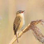 Sedge Warbler