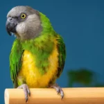 Senegal Parrot