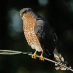 Sharp-Shinned Hawk