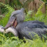 Shoebill Stork