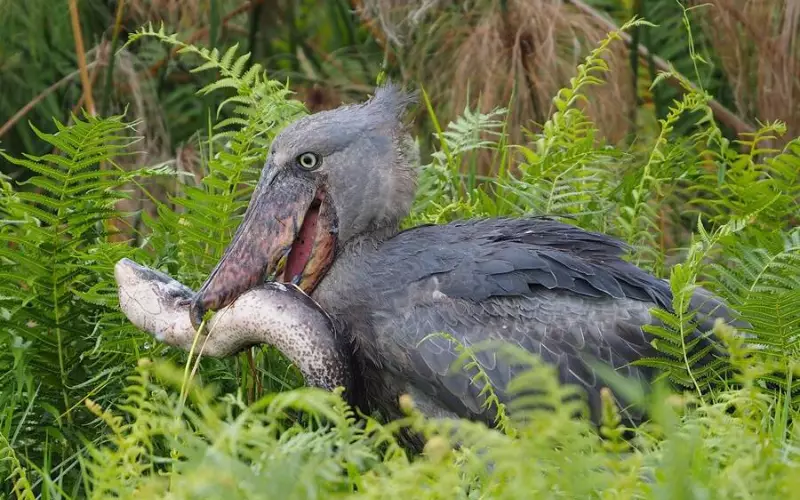 Shoebill Stork