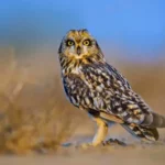 Short-Eared Owl