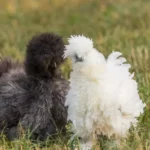 Silkie Chicken