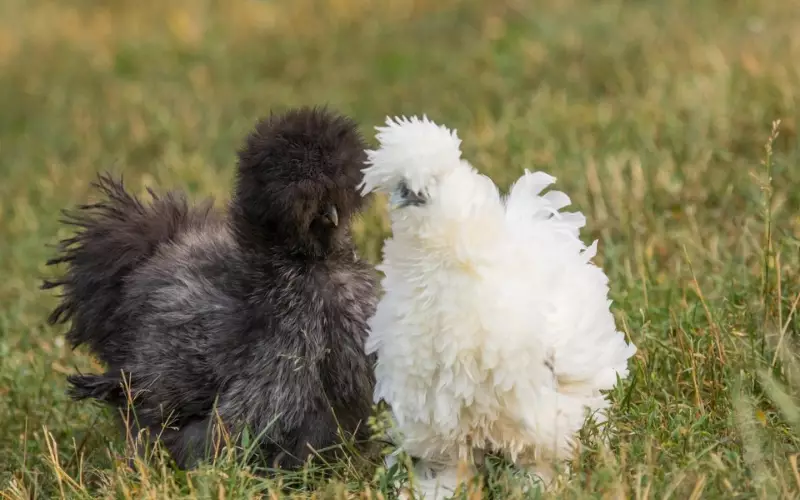 Silkie Chicken